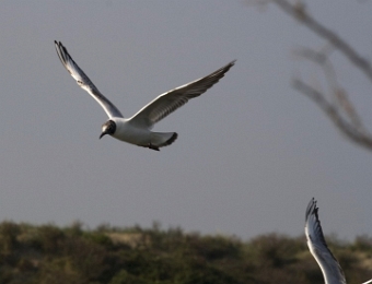 mouette rieuse en vol 6